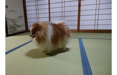 サンプル